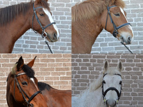 4 hevosta/ponia ratsastuskoulusta, Hevoset ja ponit, Hevoset ja hevosurheilu, Pyhtää, Tori.fi