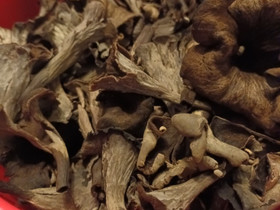 Mustatorvisieniä, Hyvinvointi ja elintarvikkeet, Terveys ja hyvinvointi, Muurame, Tori.fi Mustatorvisieniä, Hyvinvointi ja elintarvikkeet, Terveys ja hyvinvointi, Muurame, Tori.fi