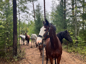 Vuokralle hevosia ja poneja, Hevoset ja ponit, Hevoset ja hevosurheilu, Iitti, Tori.fi
