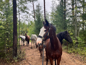 Vuokralle hevosia ja poneja, Hevoset ja ponit, Hevoset ja hevosurheilu, Iitti, Tori.fi Vuokralle hevosia ja poneja, Hevoset ja ponit, Hevoset ja hevosurheilu, Iitti, Tori.fi