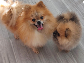 Pomeranian pentuja, Koirat, Lemmikkieläimet, Joensuu, Tori.fi Pomeranian pentuja, Koirat, Lemmikkieläimet, Joensuu, Tori.fi