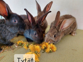 Jättihopea tenavat, Muut eläimet, Lemmikkieläimet, Tornio, Tori.fi Jättihopea tenavat, Muut eläimet, Lemmikkieläimet, Tornio, Tori.fi