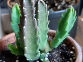 Raatokukka stapelia grandiflora, Kasvit ja siemenet, Piha ja puutarha, Oulu, Tori.fi Raatokukka stapelia grandiflora, Kasvit ja siemenet, Piha ja puutarha, Oulu, Tori.fi