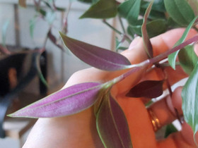 Purppurajuoru pistokkaita, Kasvit ja siemenet, Piha ja puutarha, Oulu, Tori.fi