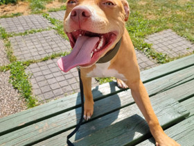 Amerikan pitbull 11kk, Koirat, Lemmikkieläimet, Lahti, Tori.fi Amerikan pitbull 11kk, Koirat, Lemmikkieläimet, Lahti, Tori.fi