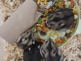 Kääpiöhamsterin poikasia, Jyrsijät, Lemmikkieläimet, Vantaa, Tori.fi Kääpiöhamsterin poikasia, Jyrsijät, Lemmikkieläimet, Vantaa, Tori.fi