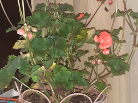 A: Inkalilja ja Pelargonia, Kasvit ja siemenet, Piha ja puutarha, Lapua, Tori.fi A: Inkalilja ja Pelargonia, Kasvit ja siemenet, Piha ja puutarha, Lapua, Tori.fi
