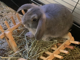 Kääpiöluppa uros, Muut eläimet, Lemmikkieläimet, Kaarina, Tori.fi Kääpiöluppa uros, Muut eläimet, Lemmikkieläimet, Kaarina, Tori.fi