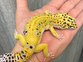 Leopardigekkoja, Muut eläimet, Lemmikkieläimet, Nokia, Tori.fi Leopardigekkoja, Muut eläimet, Lemmikkieläimet, Nokia, Tori.fi