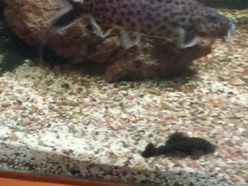 Synodontis multipuctatus, Kalat ja akvaariot, Lemmikkieläimet, Hollola, Tori.fi Synodontis multipuctatus, Kalat ja akvaariot, Lemmikkieläimet, Hollola, Tori.fi