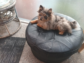 Puppy, Koirat, Lemmikkieläimet, Vantaa, Tori.fi Puppy, Koirat, Lemmikkieläimet, Vantaa, Tori.fi