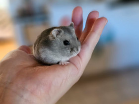 Kääpiöhamsteri talvikko Jyväskylä, Mikkeli, Imatra, Jyrsijät, Lemmikkieläimet, Alajärvi, Tori.fi Kääpiöhamsteri talvikko Jyväskylä, Mikkeli, Imatra, Jyrsijät, Lemmikkieläimet, Alajärvi, Tori.fi