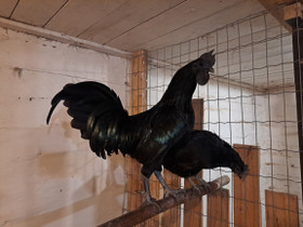 Ayam Cemani kukko + 2 kanaa, Muut eläimet, Lemmikkieläimet, Myrskylä, Tori.fi Ayam Cemani kukko + 2 kanaa, Muut eläimet, Lemmikkieläimet, Myrskylä, Tori.fi