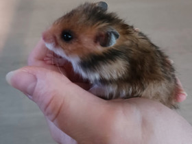 Hamsterin poikasia, Jyrsijät, Lemmikkieläimet, Sotkamo, Tori.fi Hamsterin poikasia, Jyrsijät, Lemmikkieläimet, Sotkamo, Tori.fi