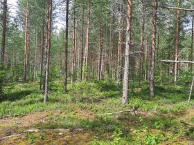 4330m², Hovimäentie 87950, Kajaani, Tontit, Kajaani, Tori.fi 4330m², Hovimäentie 87950, Kajaani, Tontit, Kajaani, Tori.fi