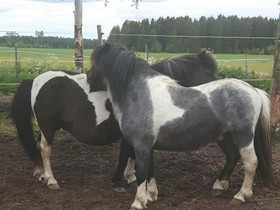 Shettis KTK ori, Hevoset ja ponit, Hevoset ja hevosurheilu, Sastamala, Tori.fi Shettis KTK ori, Hevoset ja ponit, Hevoset ja hevosurheilu, Sastamala, Tori.fi