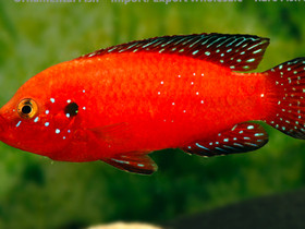 Turkana Jewel Cichlid (Hemichromis Exsul, Kalat ja akvaariot, Lemmikkieläimet, Vantaa, Tori.fi Turkana Jewel Cichlid (Hemichromis Exsul, Kalat ja akvaariot, Lemmikkieläimet, Vantaa, Tori.fi