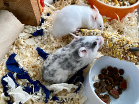Hamsteri, syyrialainen, uroksia ja naaraita, Jyrsijät, Lemmikkieläimet, Nurmijärvi, Tori.fi Hamsteri, syyrialainen, uroksia ja naaraita, Jyrsijät, Lemmikkieläimet, Nurmijärvi, Tori.fi