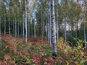 Koivuja, Muu piha ja puutarha, Piha ja puutarha, Joensuu, Tori.fi Koivuja, Muu piha ja puutarha, Piha ja puutarha, Joensuu, Tori.fi
