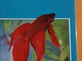 Akvariebok, Harrastekirjat, Kirjat ja lehdet, Sipoo, Tori.fi Akvariebok, Harrastekirjat, Kirjat ja lehdet, Sipoo, Tori.fi