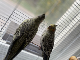 Neitokakadu, Muut eläimet, Lemmikkieläimet, Espoo, Tori.fi Neitokakadu, Muut eläimet, Lemmikkieläimet, Espoo, Tori.fi