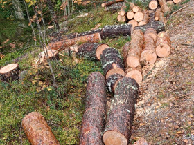 Vasta kaadettua puuta polttopuuksi, Maatalous, Ruokolahti, Tori.fi Vasta kaadettua puuta polttopuuksi, Maatalous, Ruokolahti, Tori.fi