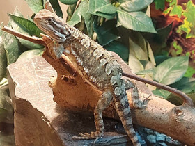 Kääpiö parta-agama, Muut eläimet, Lemmikkieläimet, Espoo, Tori.fi Kääpiö parta-agama, Muut eläimet, Lemmikkieläimet, Espoo, Tori.fi