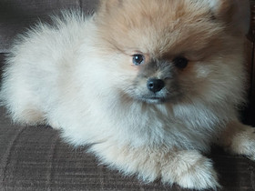 Pomeranian pentuja, Koirat, Lemmikkieläimet, Joensuu, Tori.fi Pomeranian pentuja, Koirat, Lemmikkieläimet, Joensuu, Tori.fi