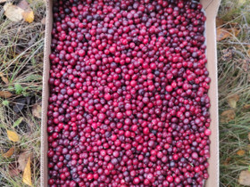 Kotimaista karpaloa 5kg karpalo, Maatalous, Lahti, Tori.fi Kotimaista karpaloa 5kg karpalo, Maatalous, Lahti, Tori.fi