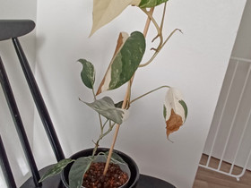 Epipremnum pinnatum Albo Variega, Kasvit ja siemenet, Piha ja puutarha, Turku, Tori.fi Epipremnum pinnatum Albo Variega, Kasvit ja siemenet, Piha ja puutarha, Turku, Tori.fi
