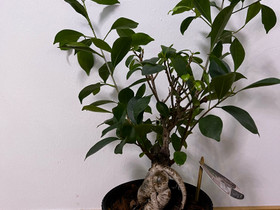 Ficus Ginseng, Kasvit ja siemenet, Piha ja puutarha, Turku, Tori.fi Ficus Ginseng, Kasvit ja siemenet, Piha ja puutarha, Turku, Tori.fi