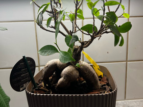 Ficus Ginseng, Kasvit ja siemenet, Piha ja puutarha, Turku, Tori.fi Ficus Ginseng, Kasvit ja siemenet, Piha ja puutarha, Turku, Tori.fi