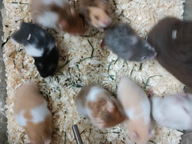 Hamsteri kultahamsteri, Jyrsijät, Lemmikkieläimet, Hamina, Tori.fi Hamsteri kultahamsteri, Jyrsijät, Lemmikkieläimet, Hamina, Tori.fi
