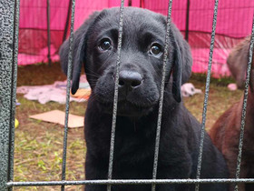 Labradorinnoutajan uros pentu, Koirat, Lemmikkieläimet, Lohja, Tori.fi Labradorinnoutajan uros pentu, Koirat, Lemmikkieläimet, Lohja, Tori.fi