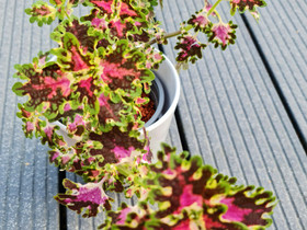Coleus Burgundy Wedding Train, Kasvit ja siemenet, Piha ja puutarha, Turku, Tori.fi Coleus Burgundy Wedding Train, Kasvit ja siemenet, Piha ja puutarha, Turku, Tori.fi