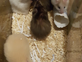 Hamsteri syyrialainen, Jyrsijät, Lemmikkieläimet, Tuusula, Tori.fi Hamsteri syyrialainen, Jyrsijät, Lemmikkieläimet, Tuusula, Tori.fi