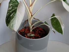 Monstera albo variegata, Kasvit ja siemenet, Piha ja puutarha, Turku, Tori.fi Monstera albo variegata, Kasvit ja siemenet, Piha ja puutarha, Turku, Tori.fi