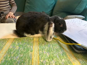 Kääpiöluppa lapsoset, Jyrsijät, Lemmikkieläimet, Hamina, Tori.fi Kääpiöluppa lapsoset, Jyrsijät, Lemmikkieläimet, Hamina, Tori.fi