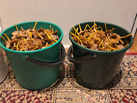 Suppilovahveroita, Muu piha ja puutarha, Piha ja puutarha, Tampere, Tori.fi Suppilovahveroita, Muu piha ja puutarha, Piha ja puutarha, Tampere, Tori.fi
