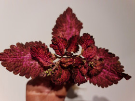 Coleus Wild Plum -juurrutettu pistokas, Kasvit ja siemenet, Piha ja puutarha, Turku, Tori.fi Coleus Wild Plum -juurrutettu pistokas, Kasvit ja siemenet, Piha ja puutarha, Turku, Tori.fi
