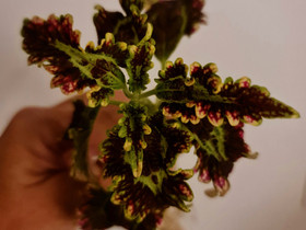 Coleus Blair Witch -pistokas, Kasvit ja siemenet, Piha ja puutarha, Turku, Tori.fi Coleus Blair Witch -pistokas, Kasvit ja siemenet, Piha ja puutarha, Turku, Tori.fi
