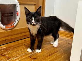 Maine Coon, Kissat, Lemmikkieläimet, Kouvola, Tori.fi Maine Coon, Kissat, Lemmikkieläimet, Kouvola, Tori.fi