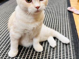5 months old boy kitten, Kissat, Lemmikkieläimet, Espoo, Tori.fi 5 months old boy kitten, Kissat, Lemmikkieläimet, Espoo, Tori.fi