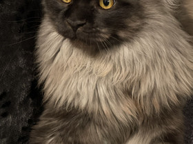 Maine Coon, Kissat, Lemmikkieläimet, Helsinki, Tori.fi Maine Coon, Kissat, Lemmikkieläimet, Helsinki, Tori.fi