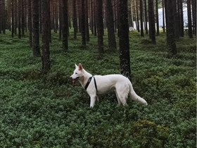 VARATTU Nuori sekarotuinen uros, Koirat, Lemmikkieläimet, Raahe, Tori.fi VARATTU Nuori sekarotuinen uros, Koirat, Lemmikkieläimet, Raahe, Tori.fi