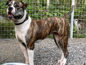 American Bulldog, Koirat, Lemmikkieläimet, Porvoo, Tori.fi American Bulldog, Koirat, Lemmikkieläimet, Porvoo, Tori.fi