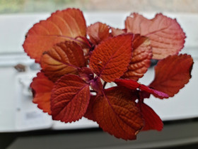 Coleus Campfire -pistokas, Kasvit ja siemenet, Piha ja puutarha, Turku, Tori.fi Coleus Campfire -pistokas, Kasvit ja siemenet, Piha ja puutarha, Turku, Tori.fi