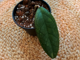 Hoya cv. Blessing, Kasvit ja siemenet, Piha ja puutarha, Joensuu, Tori.fi Hoya cv. Blessing, Kasvit ja siemenet, Piha ja puutarha, Joensuu, Tori.fi