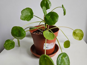 Kilpipiilea Sugar, Kasvit ja siemenet, Piha ja puutarha, Oulu, Tori.fi Kilpipiilea Sugar, Kasvit ja siemenet, Piha ja puutarha, Oulu, Tori.fi