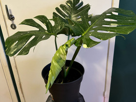 Monstera thai constellation, Kasvit ja siemenet, Piha ja puutarha, Oulu, Tori.fi Monstera thai constellation, Kasvit ja siemenet, Piha ja puutarha, Oulu, Tori.fi